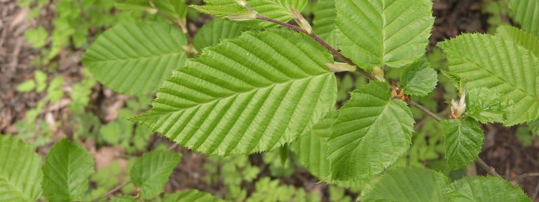 charme commun carpinus betulus