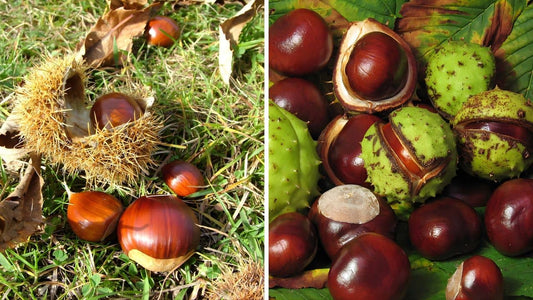 chataigne ou marron comment faire la difference en évitant la confusion pour ne plus se tromper