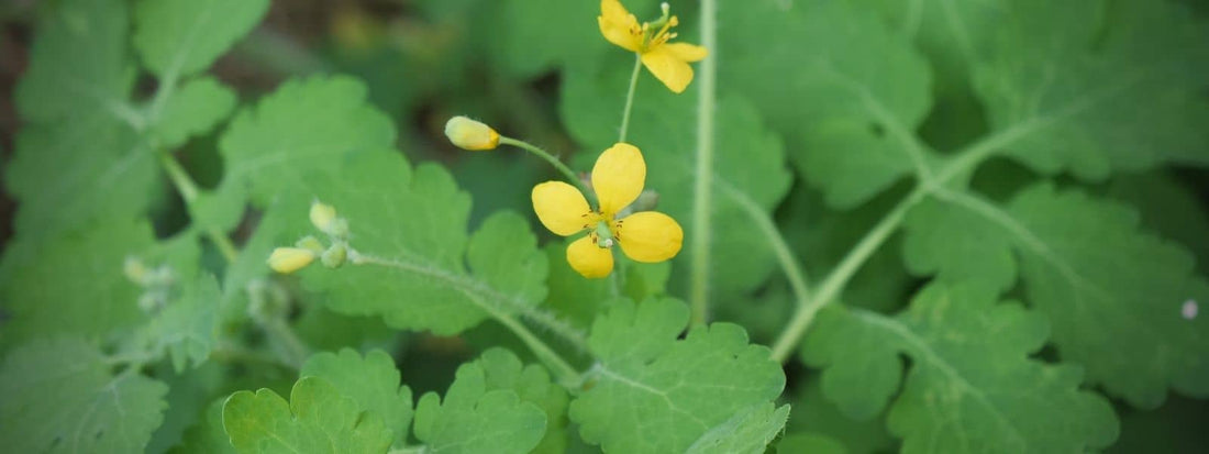 chelidonium majus, l'herbe à verrues grande chélidoine