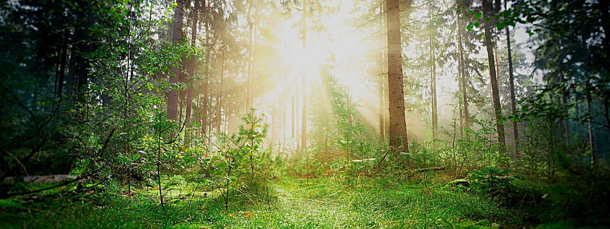 Photo d'une Clairière au sein d'une forêt dans alquelle la biodiversité des plantes sauvages est plus grandes. C'est un écosystème à part.