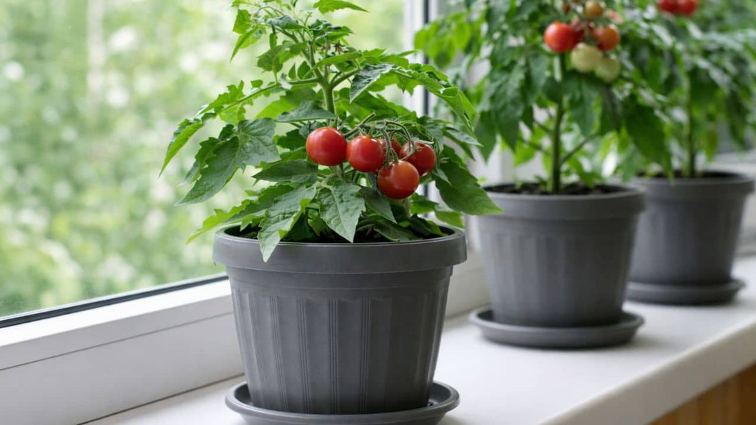 comment bien cultiver des tomates en pot guide complet 