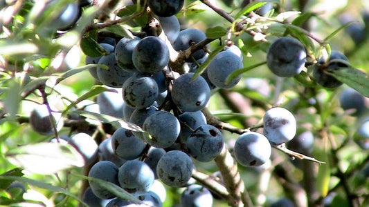 comment faire du sirop de prunelles sauvages