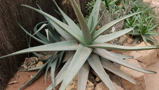 comment faire un jardin sans arrosage et quelles sont les plantes qui résistent au sec