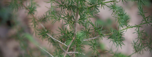 confusion avec l'asperge sauvage plantes sauvages comestibles et toxiques