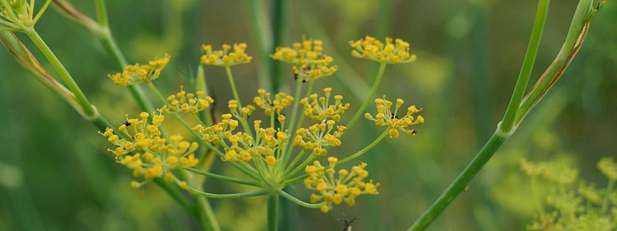 confusion fenouil et d'autres plantes sauvages à fleurs jaunes et au feuillage découpé qui lui ressemble
