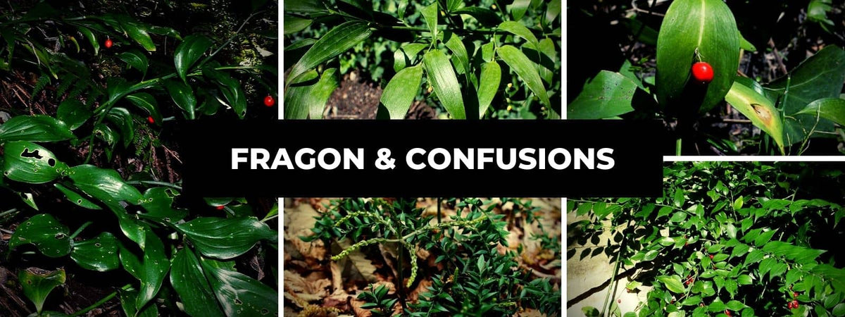 confusion fragon et plantes qui ressemblent