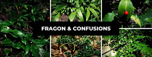 confusion fragon et plantes qui ressemblent
