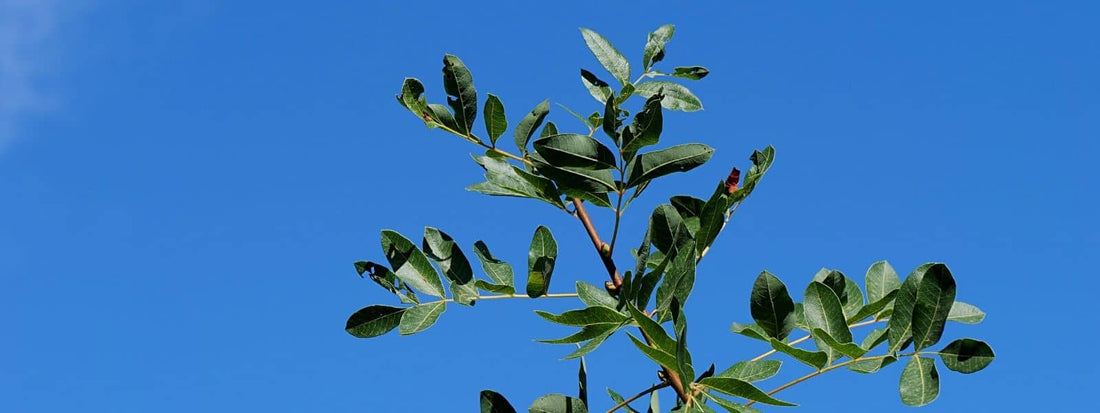 confusions avec le pistachier térébinthe et autres pistachiers ou plantes qui lui ressemblent