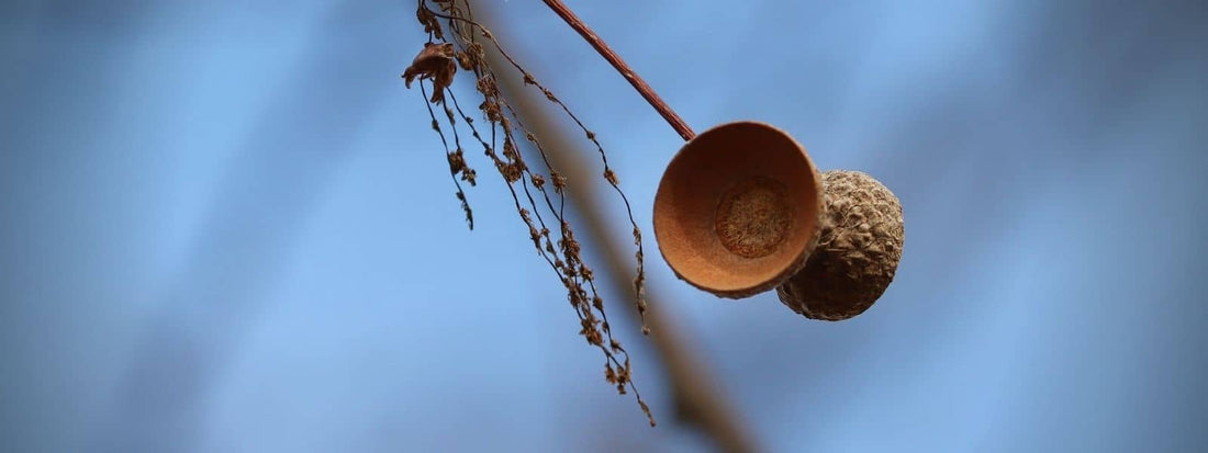 cupule avec deux cupules de chêne