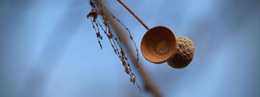 cupule avec deux cupules de chêne