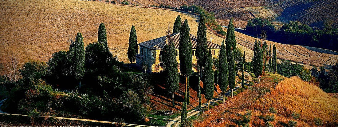 cyprès d'Italie cupressus sempervirens cyprès commun cyprès d'italie cyprès de florence cyprès totem
