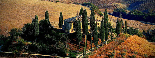cyprès d'Italie cupressus sempervirens cyprès commun cyprès d'italie cyprès de florence cyprès totem