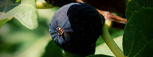 danger de la figue et danger de la figue séchées, de la confiture, irritations et allergies