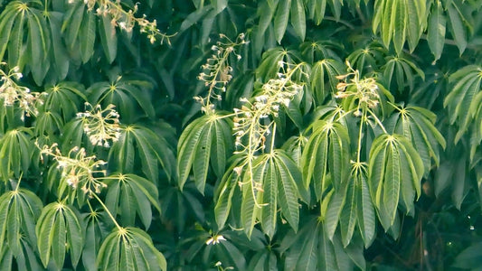 découvrir l'aesculus assamica marronnier de l'assam
