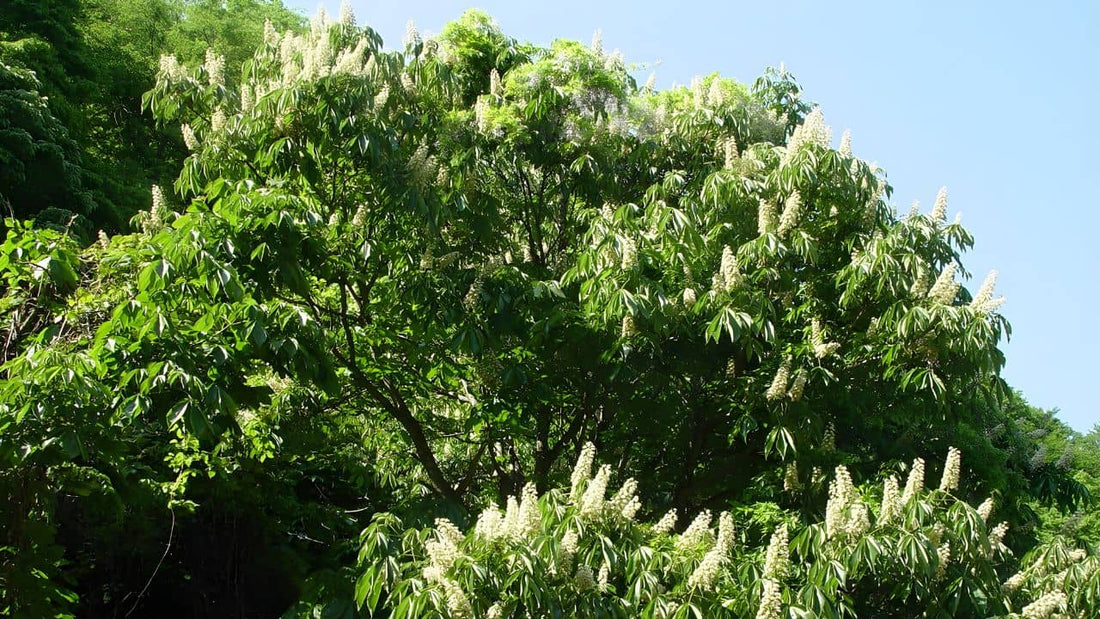 découvrir l'aesculus turbinata marronnier du japon un des arbres rares à cultiver
