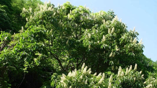 découvrir l'aesculus turbinata marronnier du japon un des arbres rares à cultiver