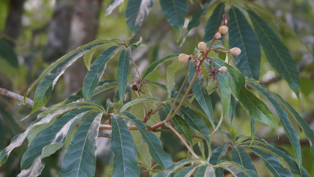 découvrir le marronnier de chine Aesculus chinensis  plantes rares