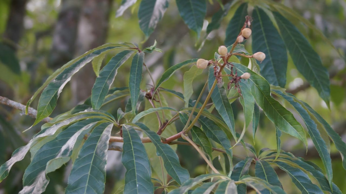 découvrir le marronnier de chine Aesculus chinensis  plantes rares