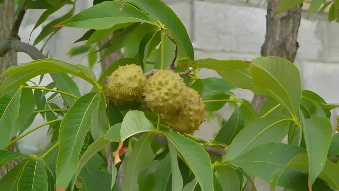 découvrir le marronnier de l'ohio aesculus glabra