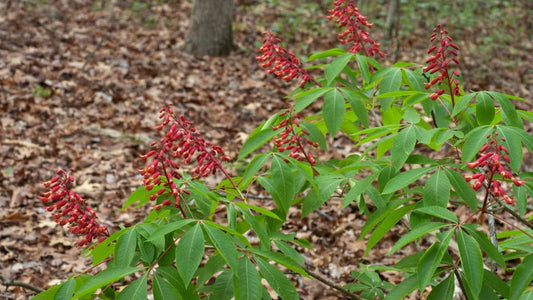 découvrir le pavier rouge aesculus pavia
