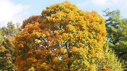 découvrir planter et cultiver l'Aesculus marylandica le marronnier du marynland une espèce d'arbre rare