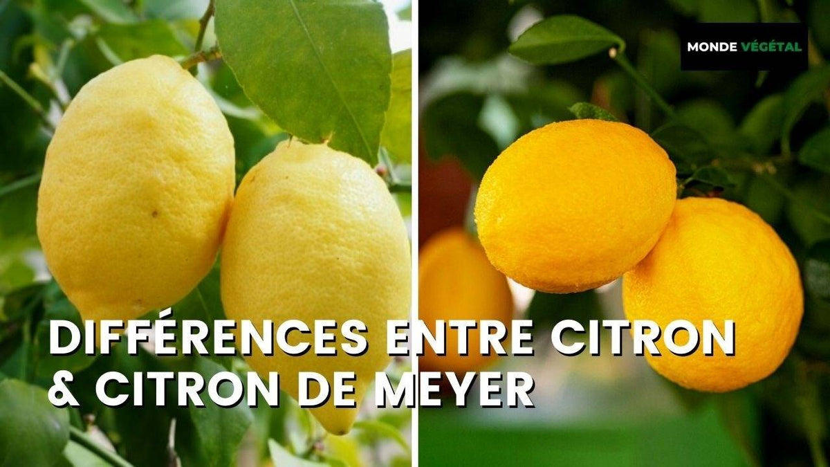 DIFFÉRENCES ENTRE CITRON MEYER ET CITRON