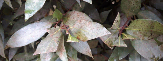 différentes maladies du laurier sauces insectes parasites cahmpignons ravageurs puceonrs puniases aleurodes psylles