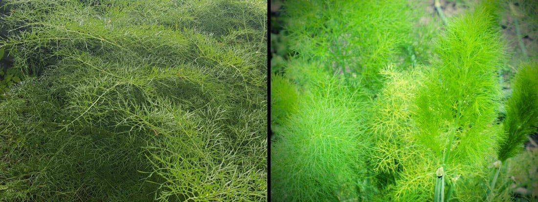 différences entre férule et fenouil confusion foeniculum vulgare ferula communis