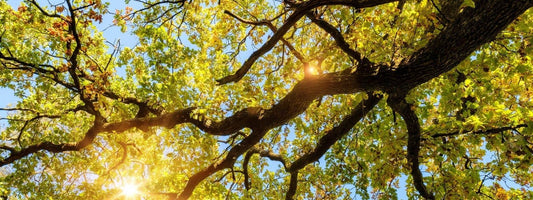 Liste des différentes espèces de chênes de France