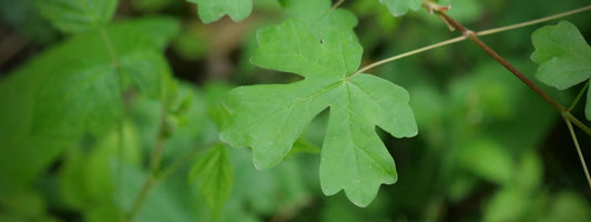 érable champêtre indicatrice plante bio indicatrice indicateur