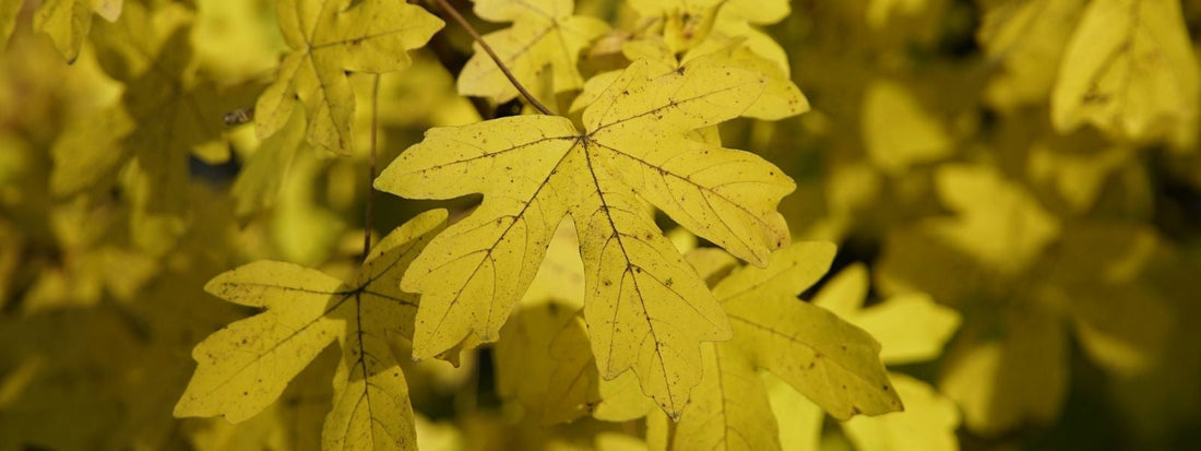 érable champêtre, petit arbuste sauvage de france