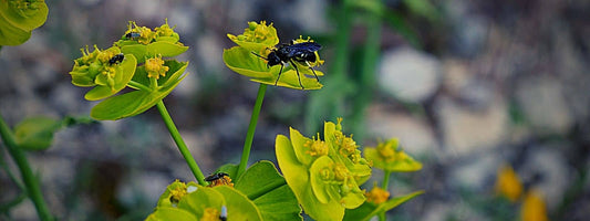euphorbe à feuilles en dents de scie euphorbia serrata