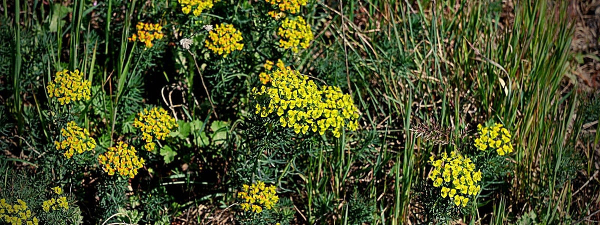 euphorbe petit cyprès euphorbia plante sauvage toxique