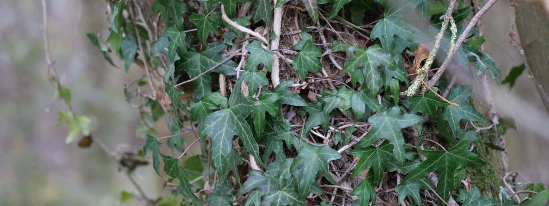 faire sa propre lessive au lierre