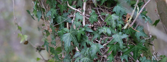 faire sa propre lessive au lierre