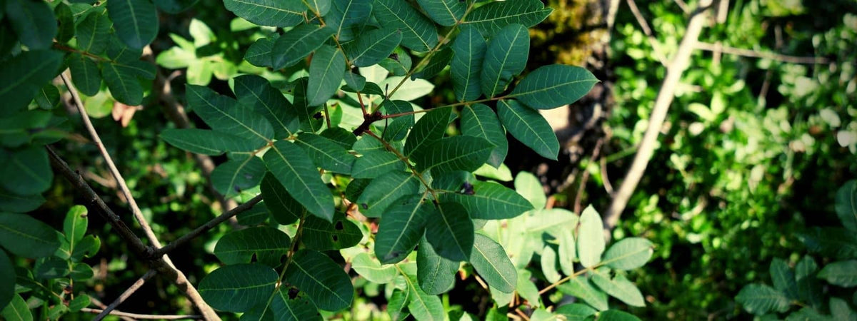 famille des Anacardiacées