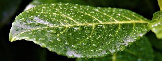 feuille de laurier toxique et feuilles de laurier comestibles laurier cerise toxique
