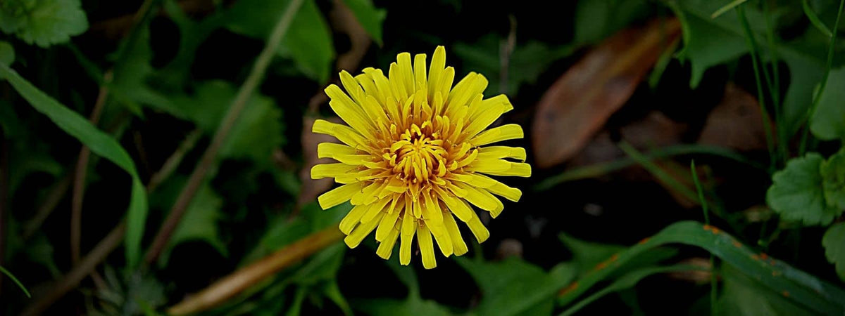 Fleurs jaunes d'un capitule de pissenlit pour symboliser les fleurs jaunes de France.