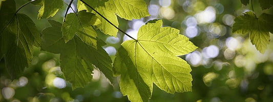 Photo d'Érable Sycomore