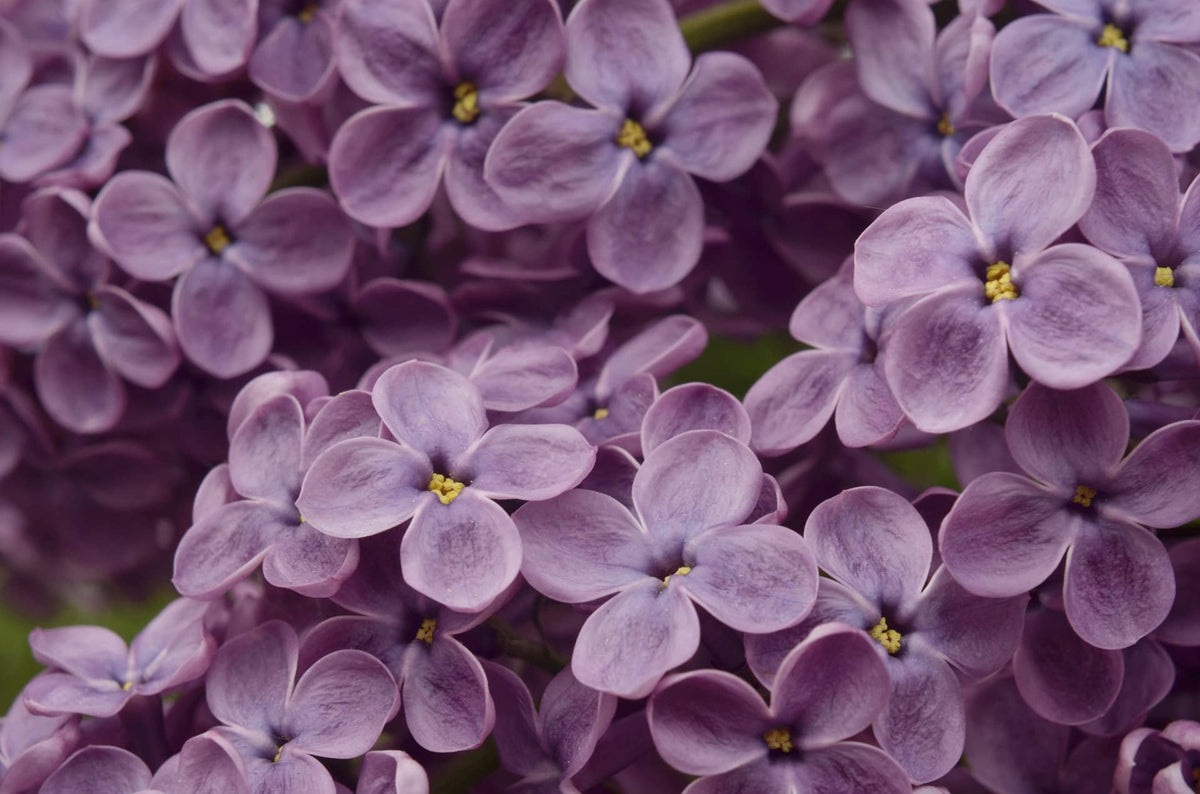 Gelée de Lilas : Recette Bio