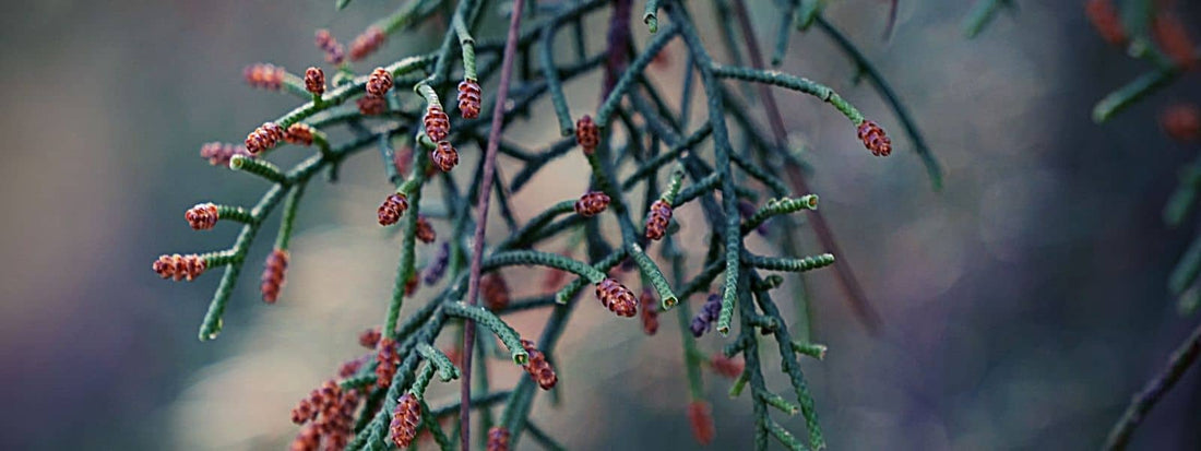 genévrier de phénicie juniperus phoenicea