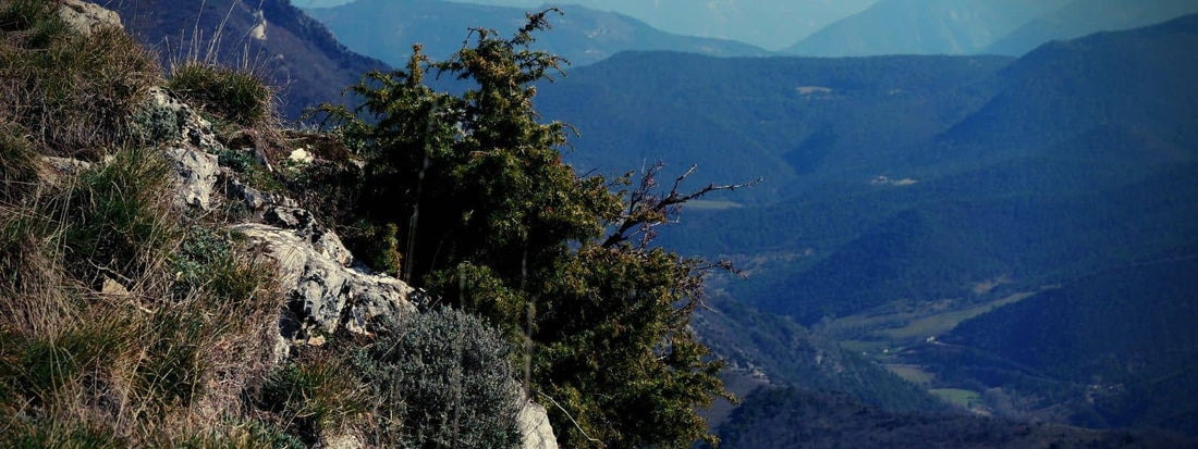 genévriers les différentes espèces de genévriers dans le monde juniperus