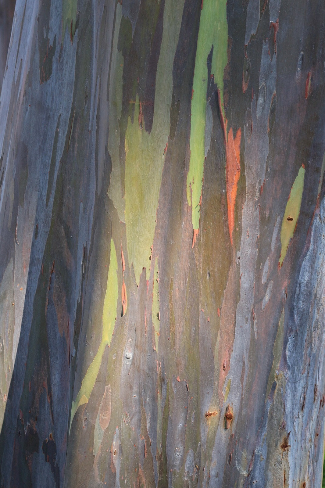 Gros plan sur l’écorce lisse d’un eucalyptus arc-en-ciel, en bandes vertes, orangées, bleu-gris et violacées