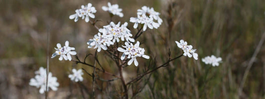 iberis pinnata IBÉRIS À FEUILLES PENNÉES