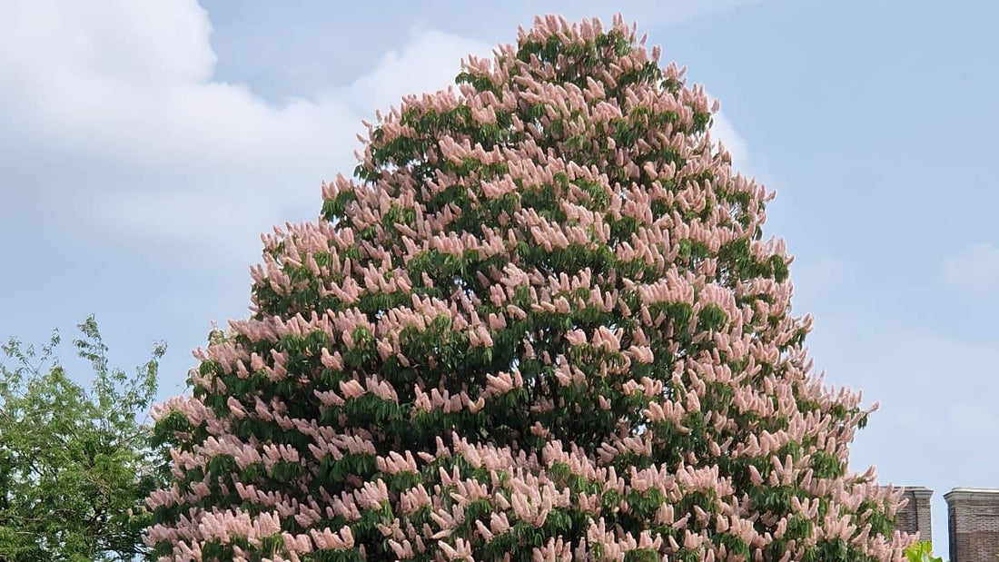 identifier cultiver l'aesculus indica marronnier de l'Himalaya
