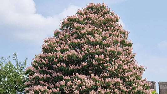 identifier cultiver l'aesculus indica marronnier de l'Himalaya