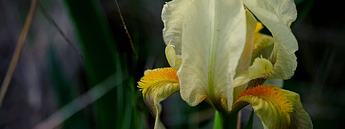 iris des garrigues iris nain iris lutescens