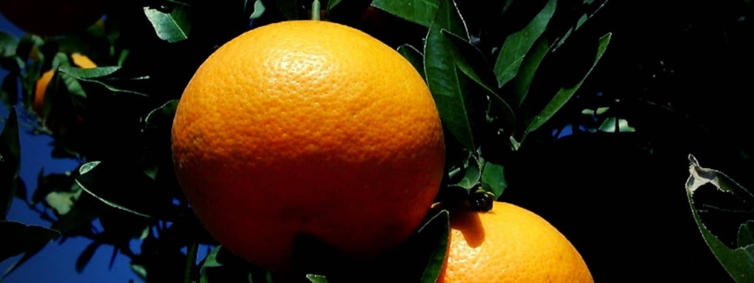 iyokan Citrus iyo, un agrume japonais de la famille des Rutacées fruit orange riche en vitamines