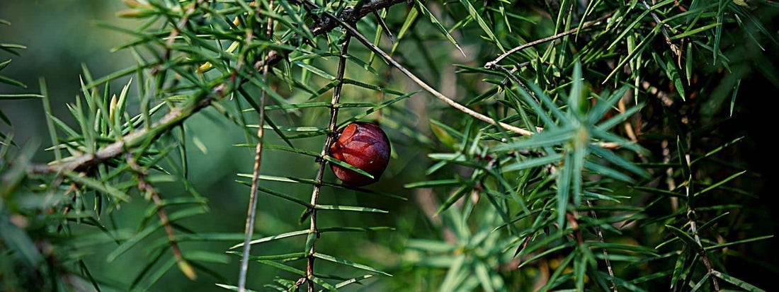juniperus oxycedrus cèdre piquant utilisation reconnaissance confusion comestible médicinale aromatique