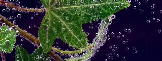 la lessive au lierre est elle toxique. Image d'une feuille de lierre sous l'eau avec des bulles.
